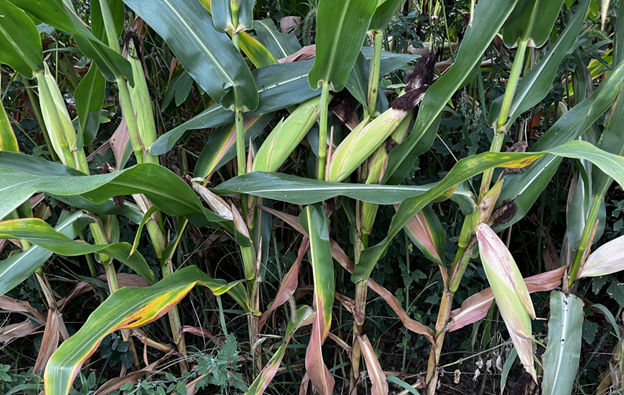 Corn ears hanging 9-14.png